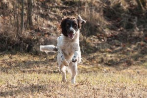 狂犬病遗传给下一代吗狂犬病如何预防